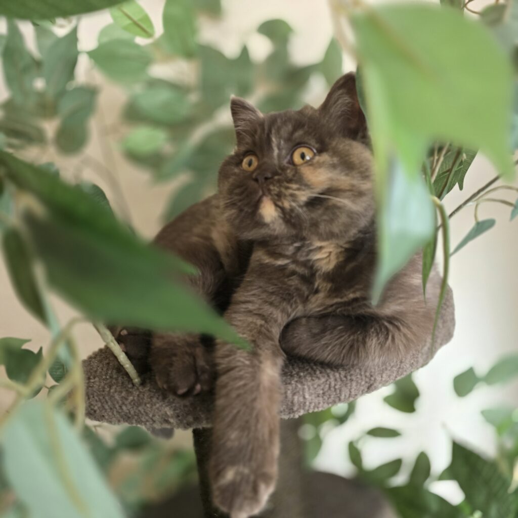 20250212_152807 20250212 152807 1024x1024