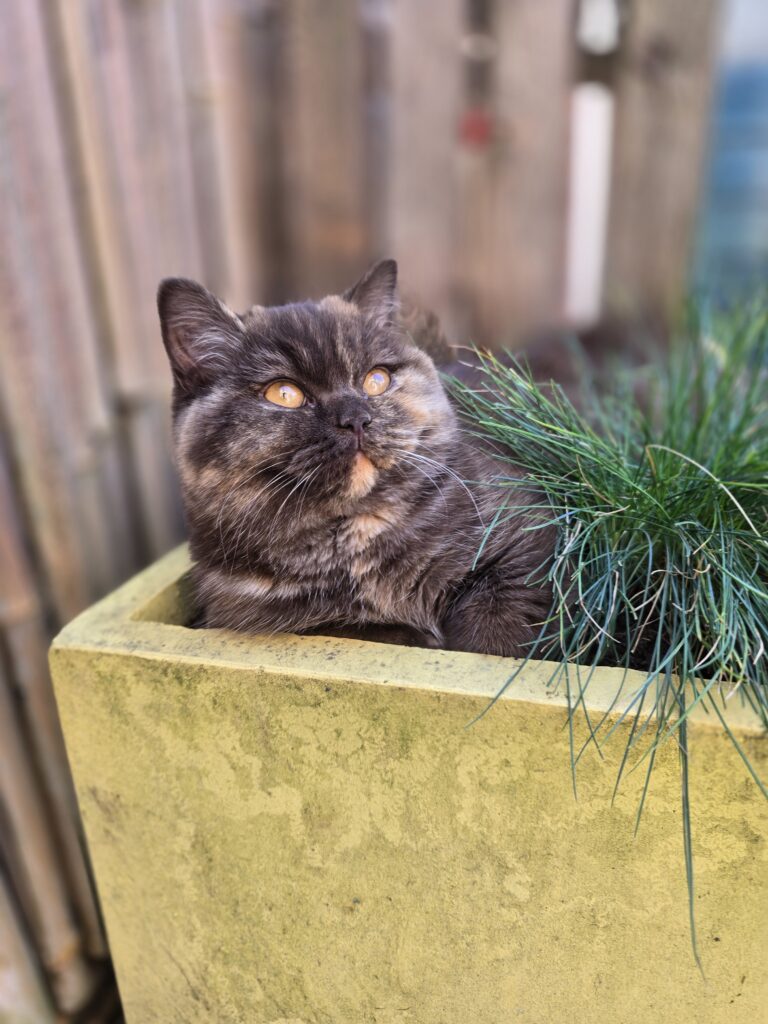 20250403 155929 768x1024