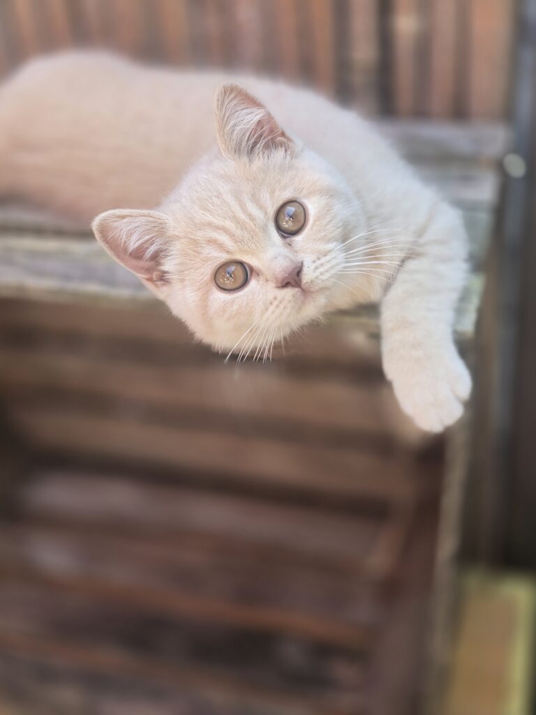 20250811 130526 768x1024