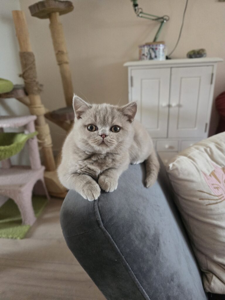 20251021 114704 768x1024