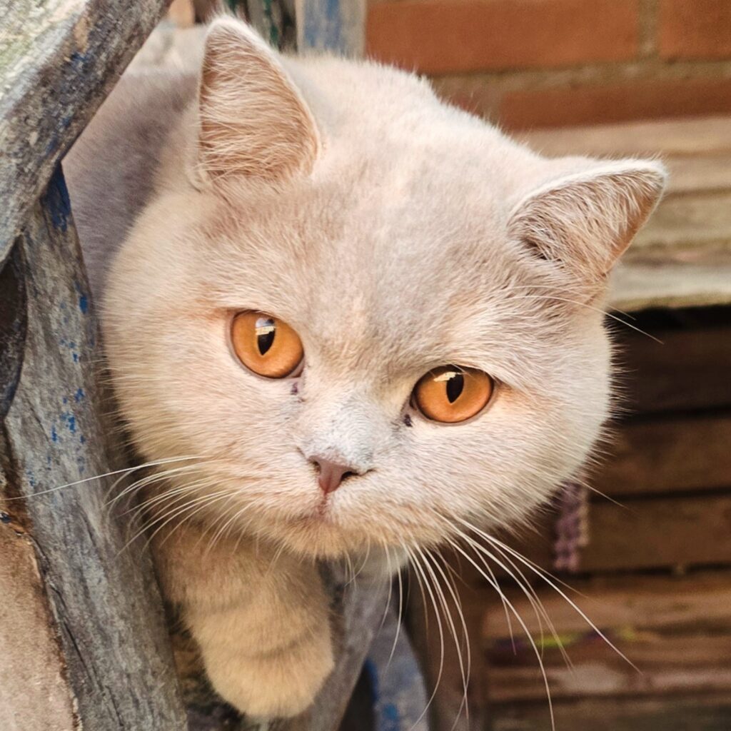 IMG 20251001 182108 673 1 1024x1024